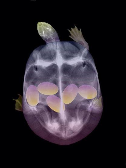 12-animaux-en-gestation-aux-rayons-x-1-grossesse-tortue