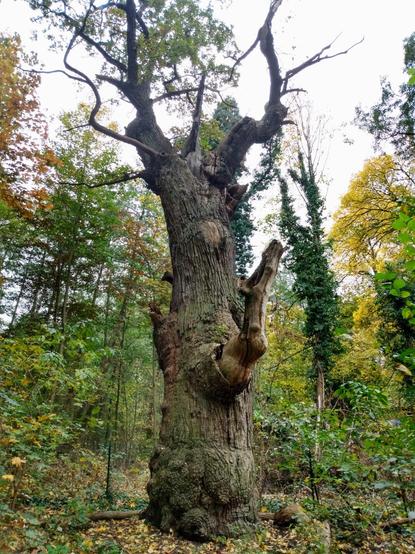 Ein dicker alter knorriger brauner Stamm einer alten Eiche. Einige Äste strecken sich zum Himmel, Blätter sind nicht zu sehen. Um den Stamm herum befinden sich wild wachsende Büsche und Bäume im herbstlichen Wald.

A thick old gnarled trunk of an old oak tree. A few branches stretch towards the sky, leaves are nowhere to be seen. Around the trunk are wildly growing bushes and trees in the autumn forest.