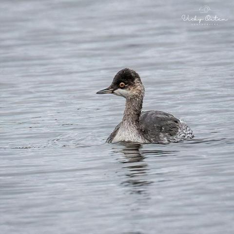 juvenile black necked grebe on the water