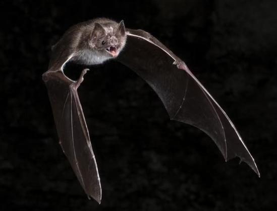 photo of a bat in flight