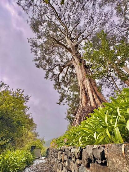 The picture shows a tall tree shot from below looking in the sky.