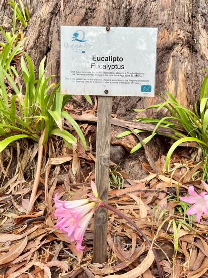 The picture shows the small sign at the foot of the tree, giving the information on the height and age of the tree.