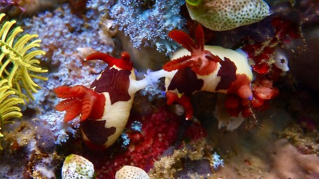 Mating Nudibranch