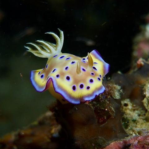 Kunies Chromodoris Nudibranch