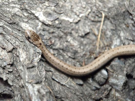 Close-up of a thin, light brown snake with two widely spaced, slightly darker brown dotted lines down its back, at the foot of a big willow tree. If you look really closely you can see the points of its tongue emerging from its mouth.