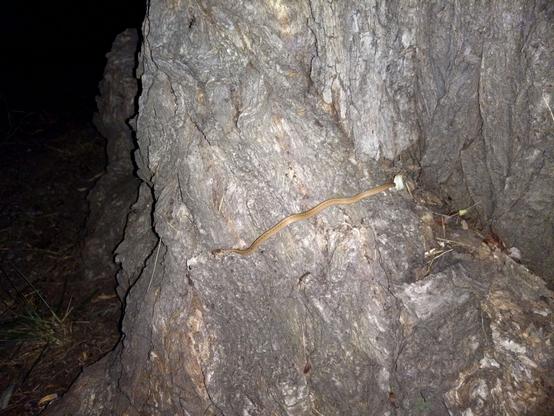 Zoomed-out photo, when I first saw the snake slithering around the base of a willow tree. It's hard to tell scale from this photo, but it was under a foot long.