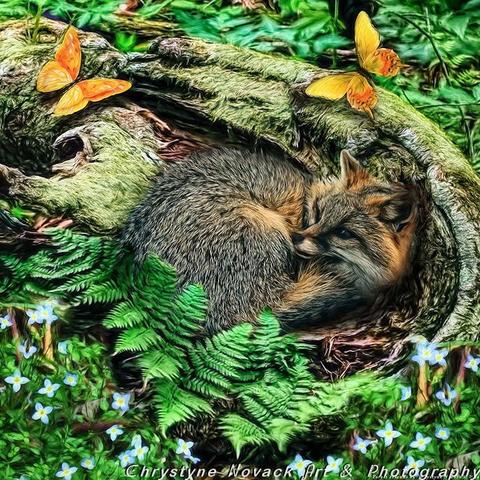 Curled up in a cozy log a fox looks up as a flutter of wings announces her friends have arrived. This photo composite turned into a painting is my contribution to the Collaborative Quilt Project 2024 appearing alongside other FAA artist's works. The Quilt square has the addition of a border frame and wrapped vine which does not appear in this print version.