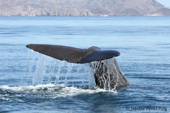Photo of Whale Fluke
