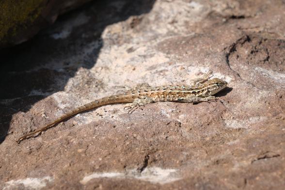 A lizard hanging out on some warm rocks.