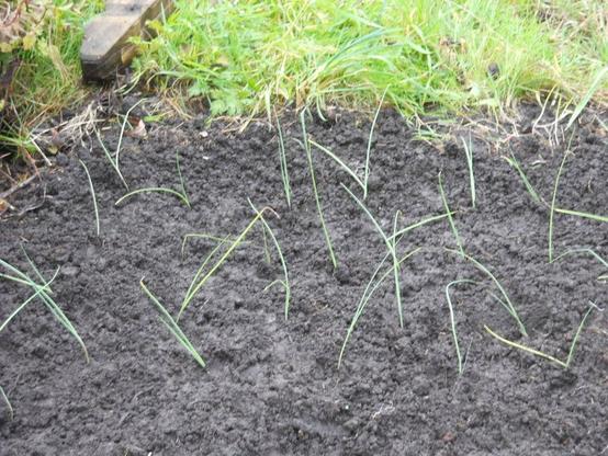 Leeks planted today, kind donation of a plot holder