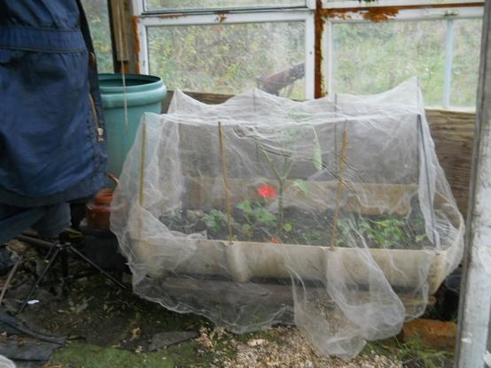Indoor planter, it's a fiberglass half tank, covered with recovered gardening gauze, supported by sections of tent poles.