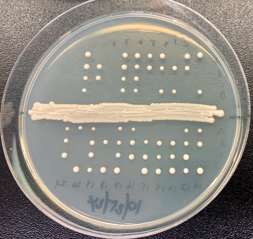 S. Pombe tetrads from the parental asci are order aligned and have formed colonies on agar growth medium in a petri dish. There are some missing colonies when spores are not viable to grow and proliferate.