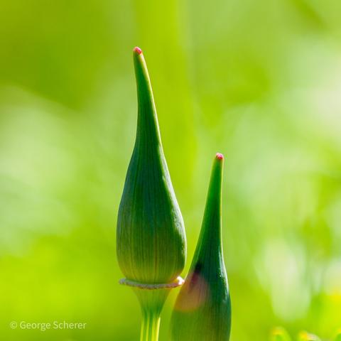 Two conical, green poppy buds, lit from the right, against a glowing green out of focus background.  Each bud is tipped with a tiny big of bright red.