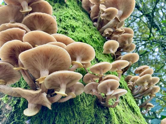 White/yellow fungi on a tree.
