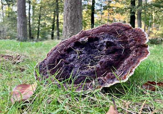 One giant brown fungus in the grass.