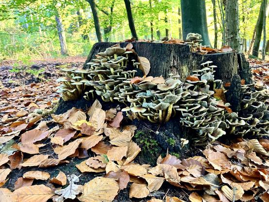 Lots of small white/yellow fungi on the base of a felled tree.