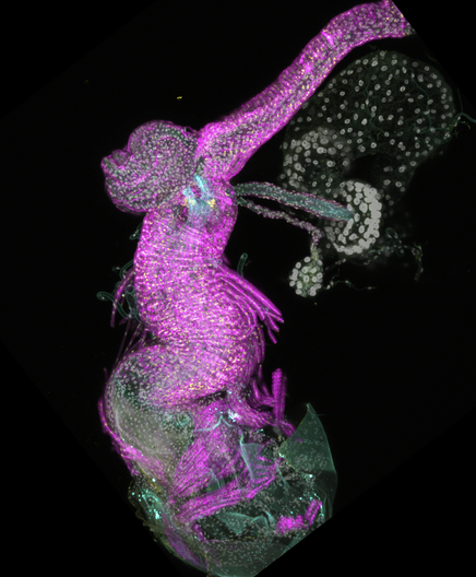 confocal micrograph of the Drosophila melanogaster (fruit fly) female reproductive tract. Pink muscle fibers, grey nuclei, and blue and yellow marking particular cell types.