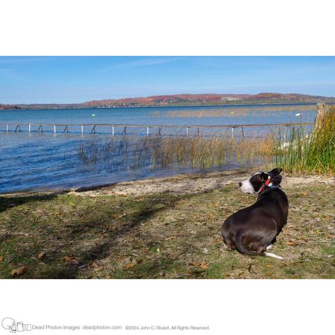 A photograph of a black-and-white dog wearing an orange autumn-themed bandana. He is lying on some leaves and grass on a sandy beach at the edge of a northern lake. A dock cuts across the blue lake, and beyond, a low ridge is orange and red with autumn colors.