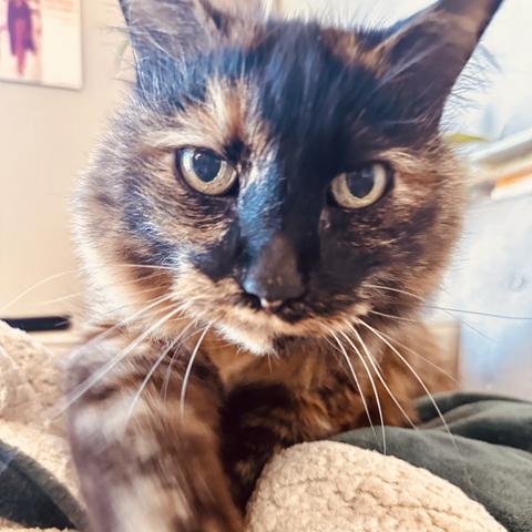 A large tortie cat