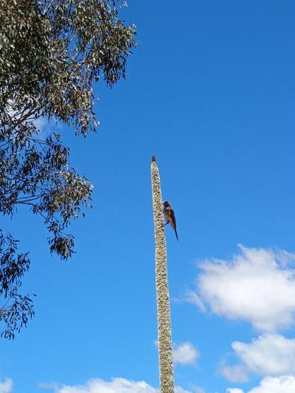 An Australian noisy miner perches on a the spike of a grass tree, with the bright blue sky behind and a eucalyptus tree to the left of the image.