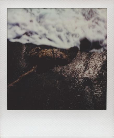 Something from the sea
Autumn Polaroid Week 2024

Camera: Polaroid I-2
Film: Polaroid 600