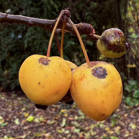 A group of small yellow Crabapples still hanging on a tree.
Size of cherries.
Marked by decay. They will fall to the ground any moment now.