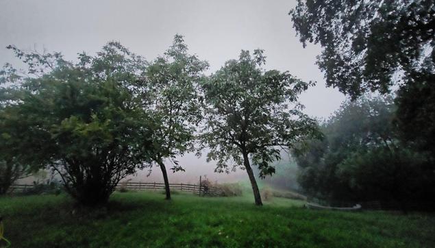 La nebbia agl'irti colli...

The image shows a misty or foggy scene with several trees and a green grassy area. In the background, there's a wooden fence, and the overall atmosphere appears calm and serene, likely in a rural setting.
