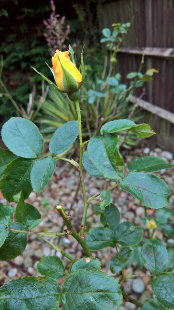 #Roses...!