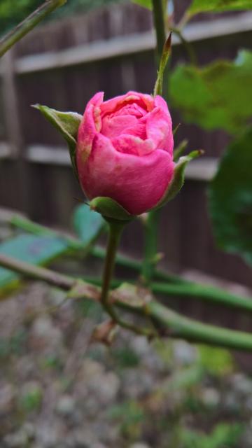 #MoreRoses...!