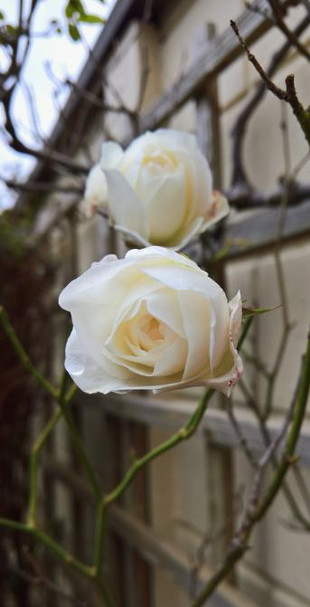 #Roses...!