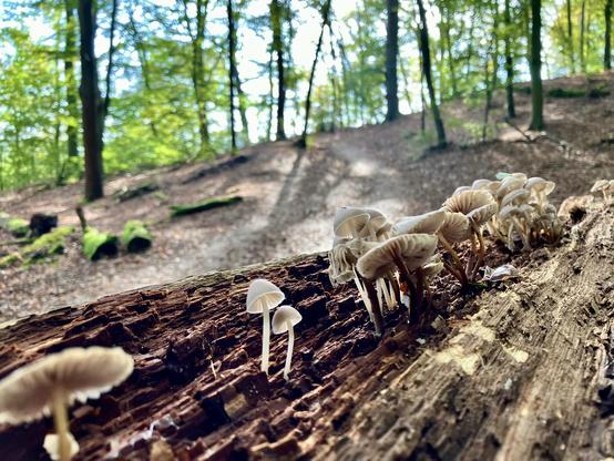 Tiny white fungi on the inside of a bark.