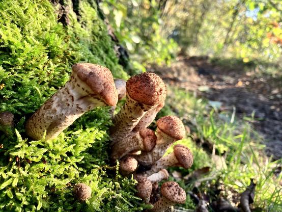 Thick brown/white fungi in moss.
