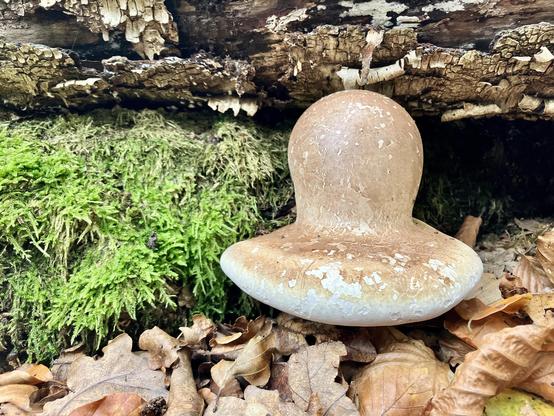 A brown/white fungus in the shape of a chair.