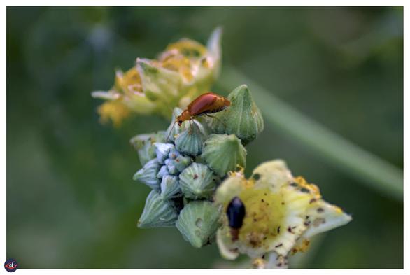 a red bug on a wild flower bud (green) there are open flowers (above and below) and also a black colored beetle on the flower below)