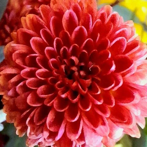 A close-up view of a red chrysanthemum flower. The flower has numerous tightly packed petals that are layered in a circular pattern, creating a dense and vibrant appearance. The petals are a rich red color with hints of pink and white at the tips, giving the flower a striking and vivid look. The background is blurred.
