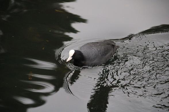Eurasian coot #eurasiancoot swimming, using fast exposure captures the turbulence it creates while doing a last minute turn. #waterbird #rspb #uk #nottinghamshire #birdphotography #nature #wildlife
