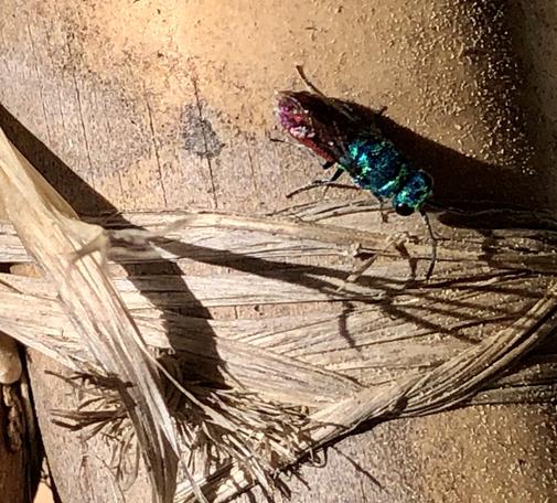 une tige de bambou sèche en gros plan nouée avec du rafia au-dessus de celui-ci à droite un insecte à la tête et au "torse" turquoise irrisé et à l'abdomen fuchsia irisé.
C'est une guêpe coucou