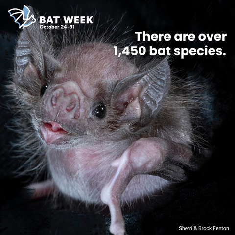 A very cute vampire bat with the text "There are over 1,450 bat species."