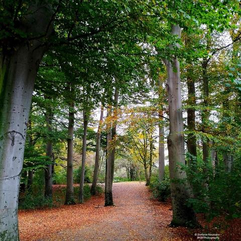 Foliage covered path through an autumnal park with many beech trees.