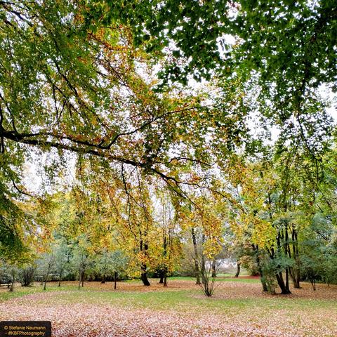View into an autumnal park with many beech trees.