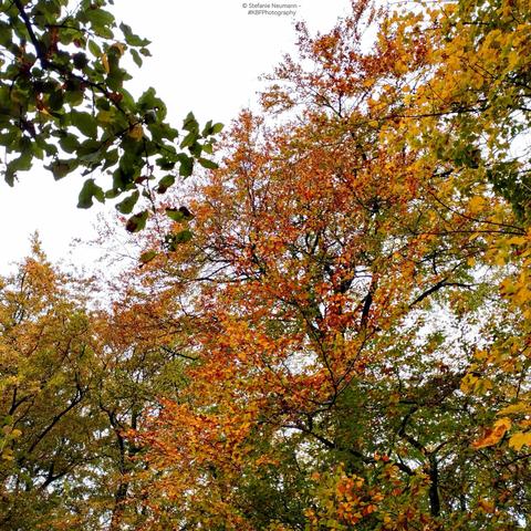 A beech canopy in autumnal colours.