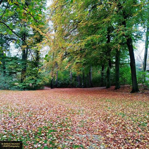 Foliage covered path through an autumnal park with many beech trees.
