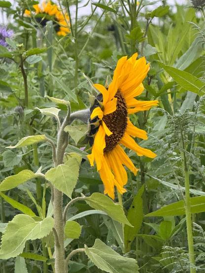 Sonnenblume Sun flower

#Bunte #Tupfer im #Revier

#Dots of #color in the #landscape

https://warumichradfahre.blog/