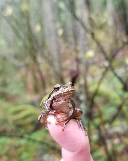 A wee Pacific tree frog grips tightly to a fingertip & is looking at the camera.