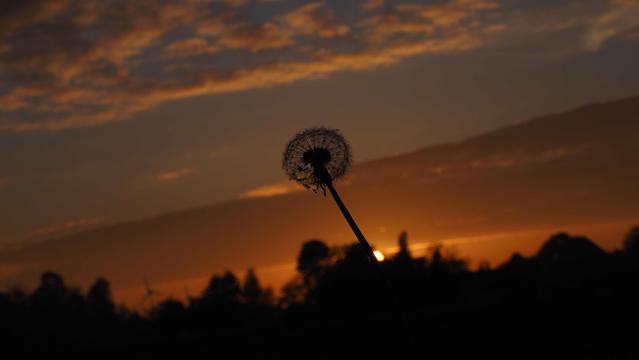 Löwenzahn, Pusteblume vor abendlich orangegefärbten Himmel