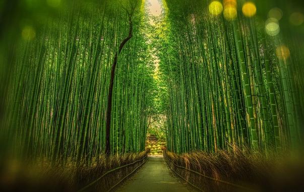 11-forets-magiques-mais-reelles-bien-qu-elles-semblent-issues-d-un-conte-de-fee-1-foret-bambous-kyoto