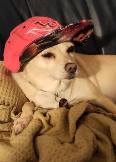 a little dog lying on a brown blanket with a pink baseball cap on her head