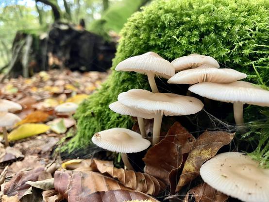 White fungi, moss and brown leaves.