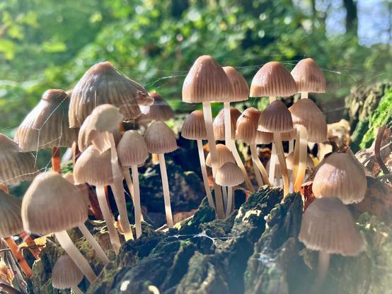 Lots and lots of small brownish funghi some of which are covered with cobwebs.