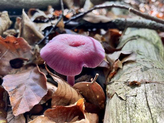 A tiny and delicate purple fungus in brown leaves next to a tree trunk.